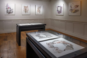 Vue du cabinet graphique du Musée des Beaux-Arts de Limoges présentant une série de dessins contemporains à l'encre de Natacha Baluteau, exposés sous vitrines et mural. Dans le cadre de son exposition personnelle: Vases communicants.